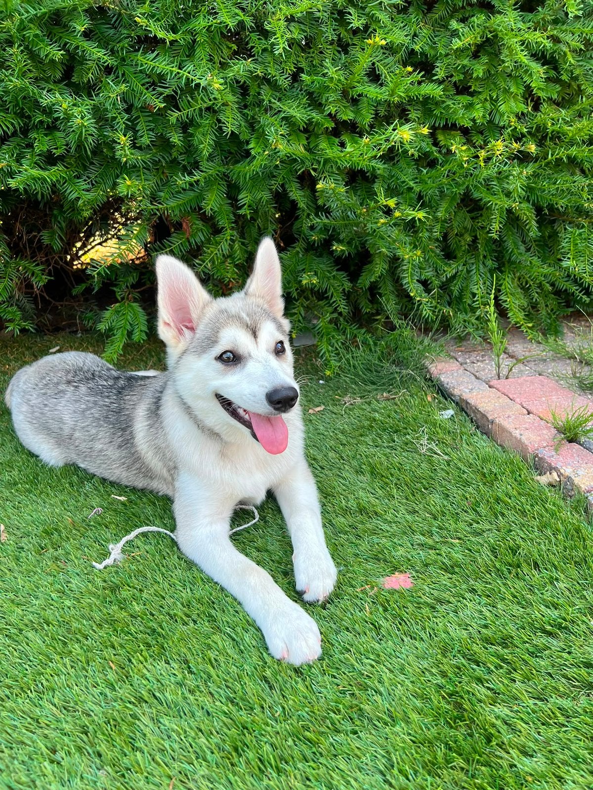 pomsky pup, Dieren en Toebehoren, Overige rassen, Teef, Eén hond, Nederland