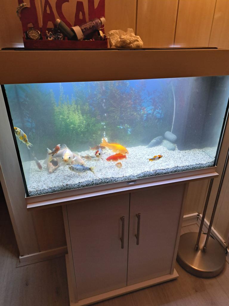 Aquarium met vissen en toebehoren, Dieren en Toebehoren, Vissen | Aquaria en Toebehoren, Ophalen, Zo goed als nieuw, Gevuld zoetwateraquarium