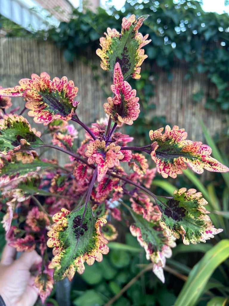 Coleus topstek️✂️, Ophalen of Verzenden, Halfschaduw, Minder dan 100 cm