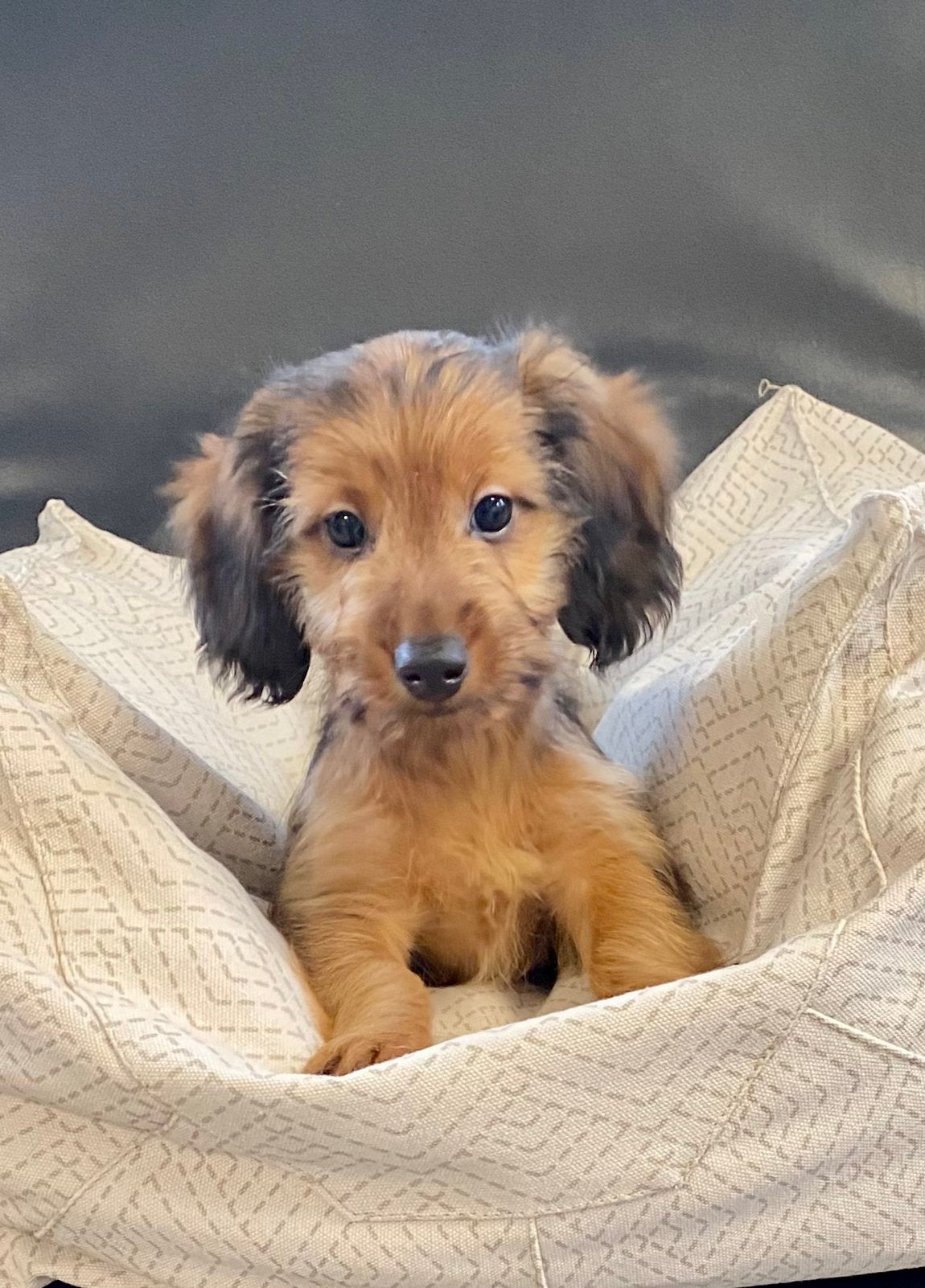 Leuke! Teckel kruising pups, Dieren en Toebehoren, Nederland, CDV (hondenziekte), 8 tot 15 weken, Meerdere