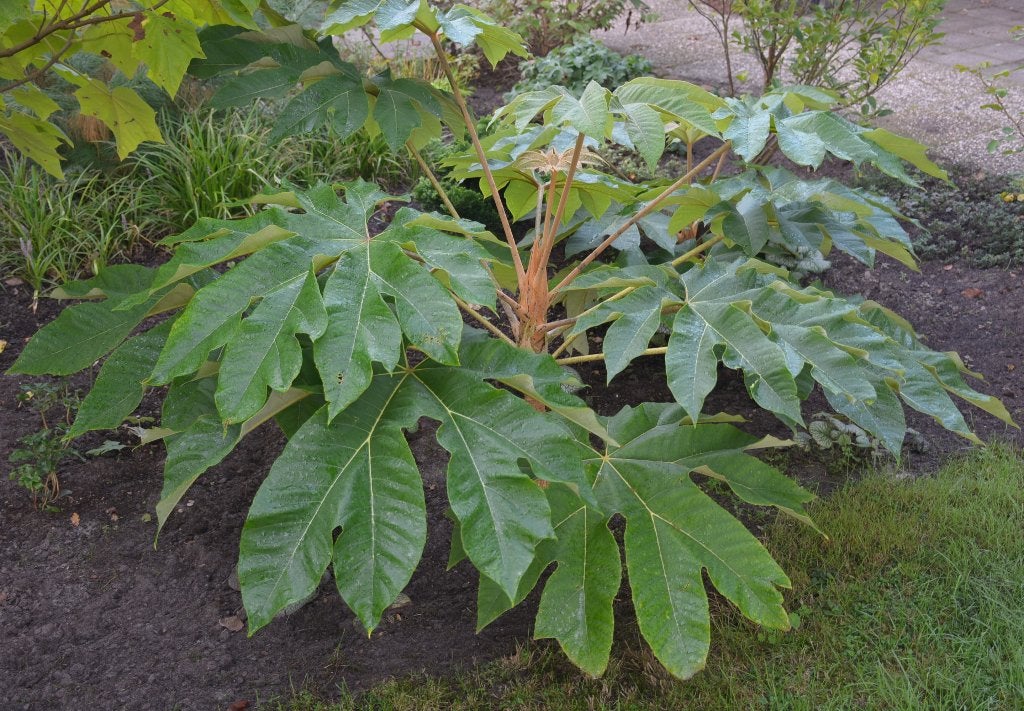 chinese rijstpapierplant ( Tetrapanax papyrifer ), Tuin en Terras, Overige soorten, Volle zon, Vaste plant, Ophalen of Verzenden