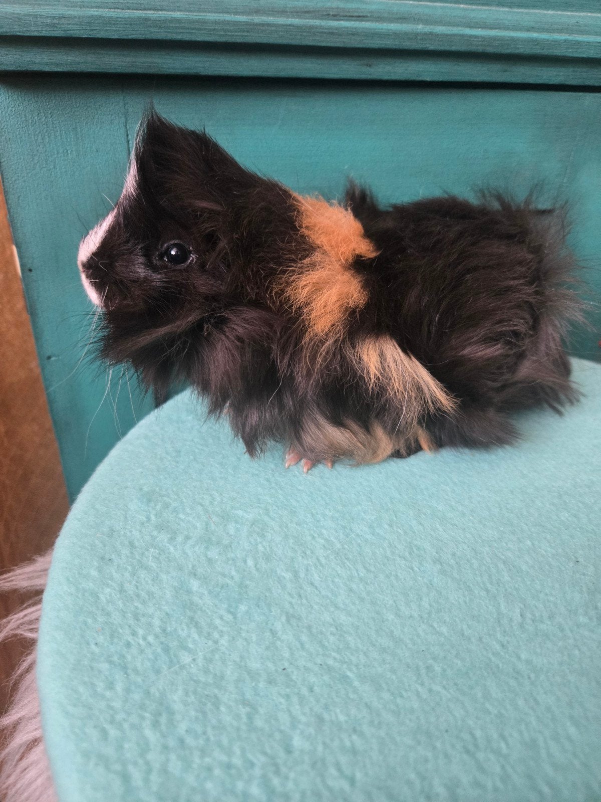 Peruvian beertje, Dieren en Toebehoren, Knaagdieren, Mannelijk, Cavia, Juni, Tam