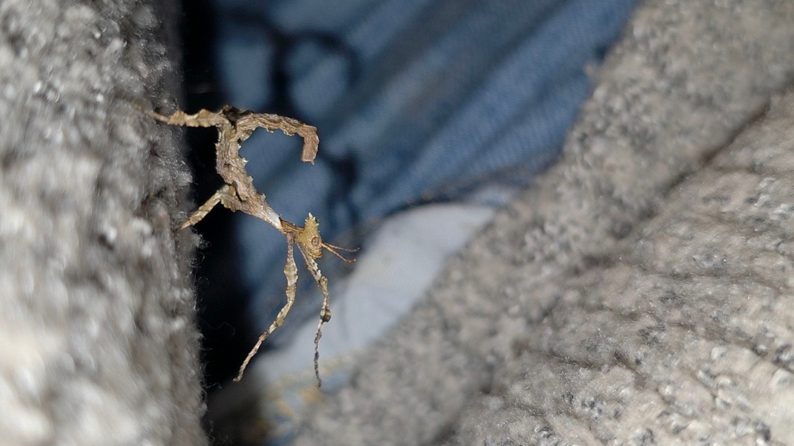 Wandelende takken: 10x Flappentak, Extatosoma tiaratum, Wandelende tak