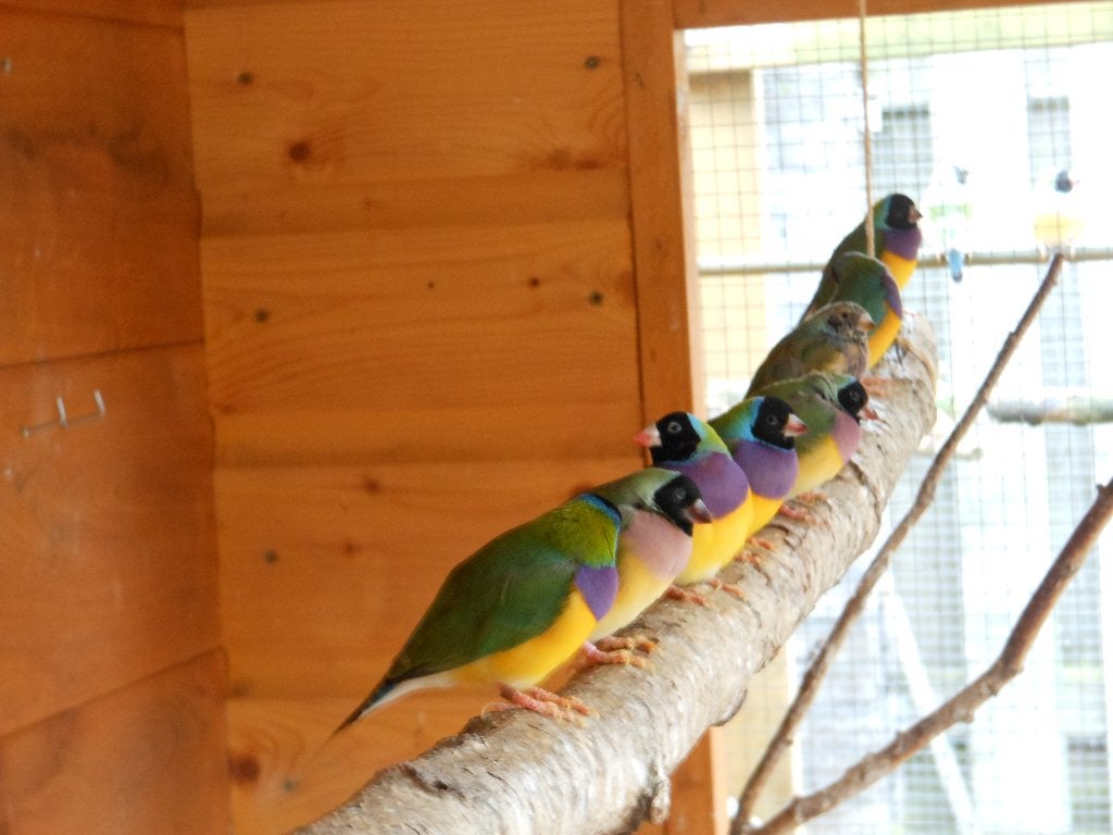 gouldamadiene, Meerdere dieren, Tropenvogel, Geringd