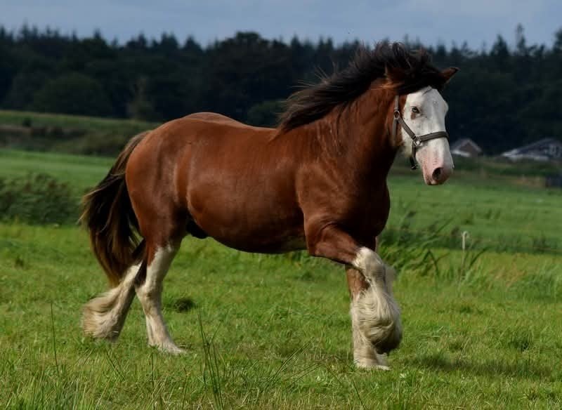 Clydesdale jaarling hengst, Dieren en Toebehoren, Gechipt, 0 tot 2 jaar, Hengst, Onbeleerd