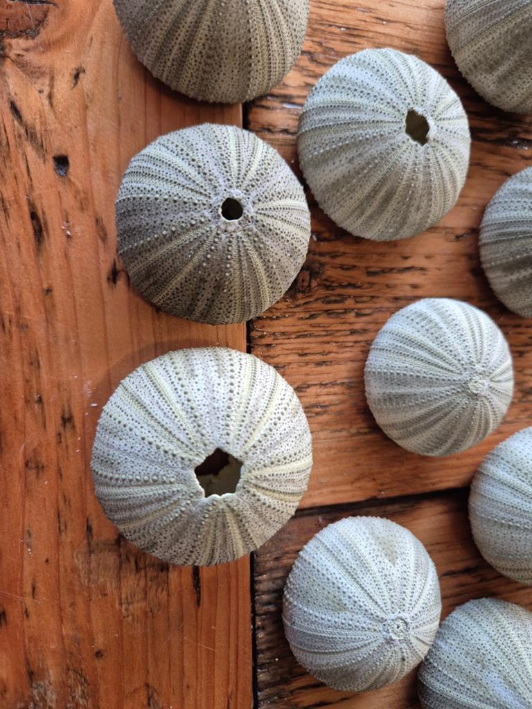 Grote zee-egels / sea urchins – coastal decoratie – naturel, Ophalen of Verzenden