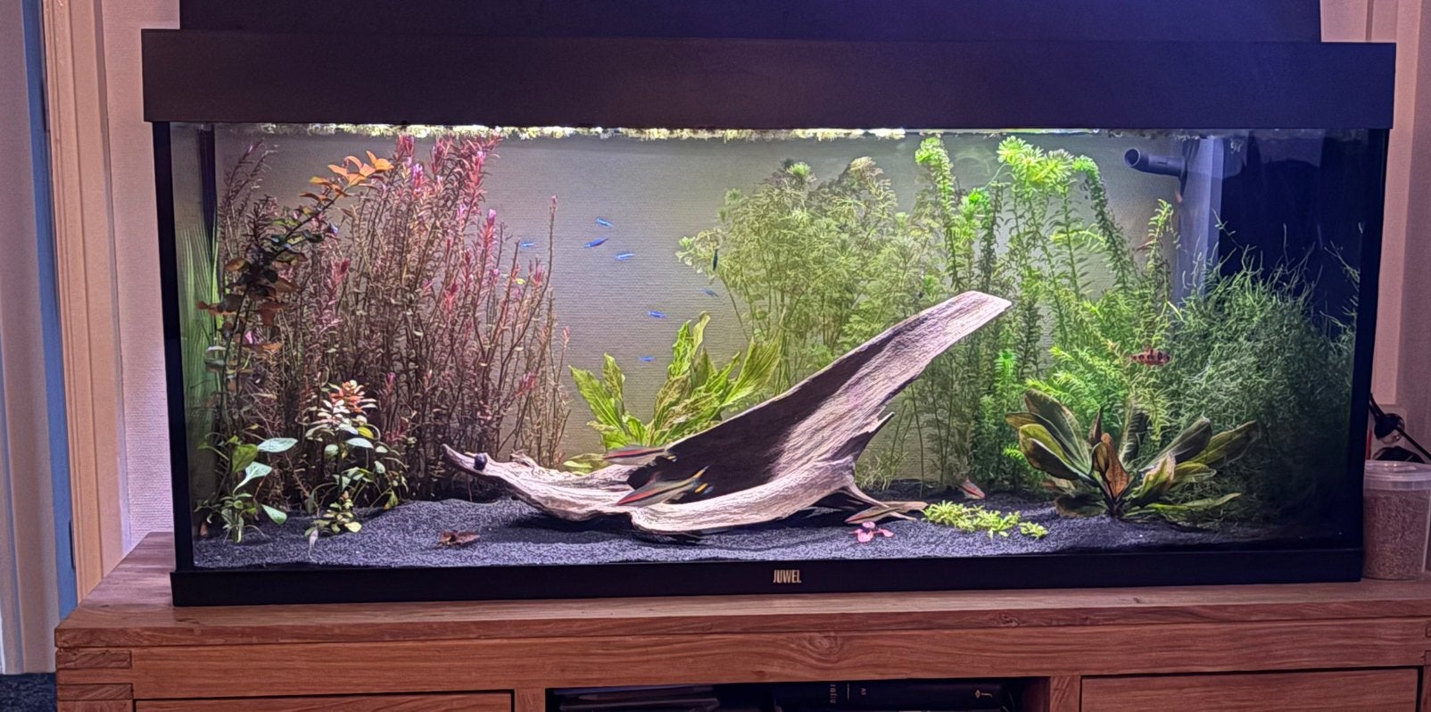 Juwel rio 240 zwart, Dieren en Toebehoren, Ophalen, Zo goed als nieuw, Gevuld zoetwateraquarium