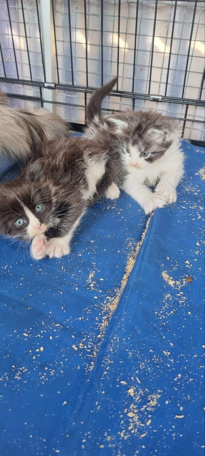 Te koop mooie Maine Coon katertjes., Kater, Ontwormd