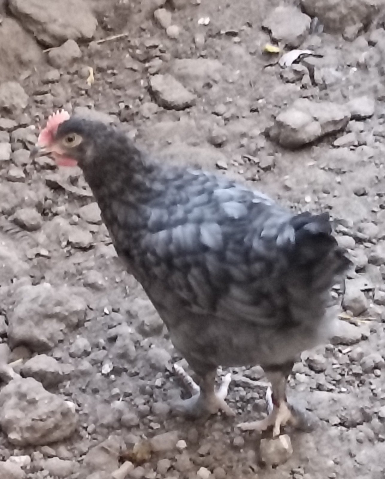 Twee haantjes te koop., Dieren en Toebehoren, Mannelijk