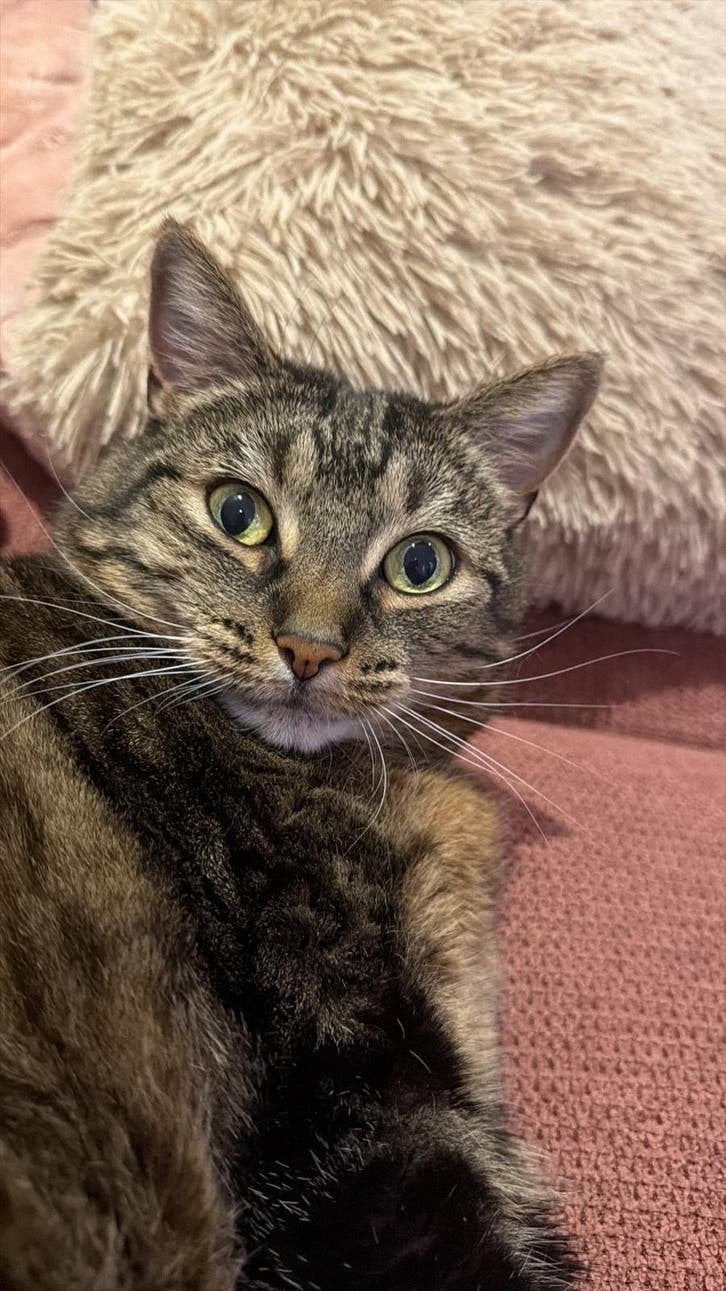 Gezocht: Gouden mandje voor lieve Bambi, Dieren en Toebehoren, Katten en Kittens | Overige Katten, Poes