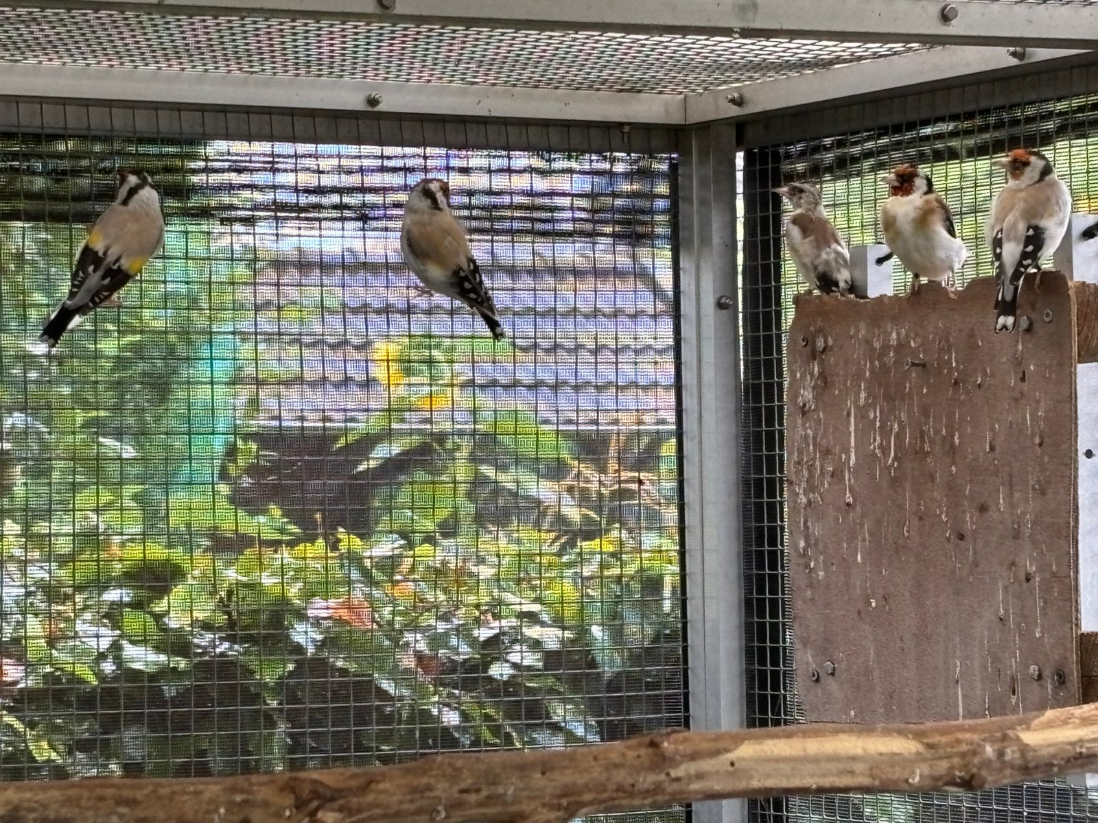 Major Putters, Dieren en Toebehoren, Meerdere dieren, Wildzangvogel