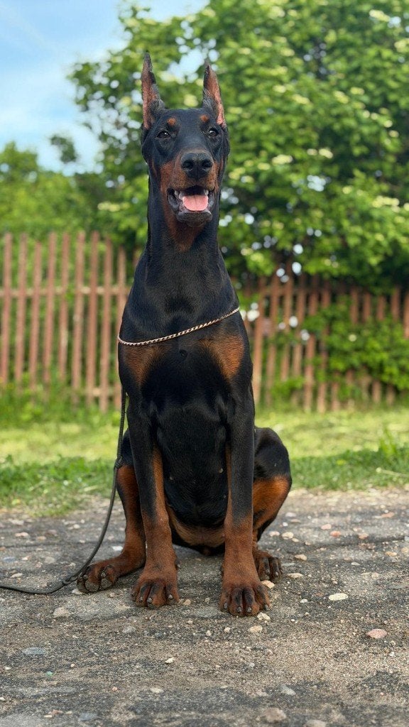 Doberman, Dieren en Toebehoren, Parvo, 15 weken tot 1 jaar, Overige rassen, Buitenland