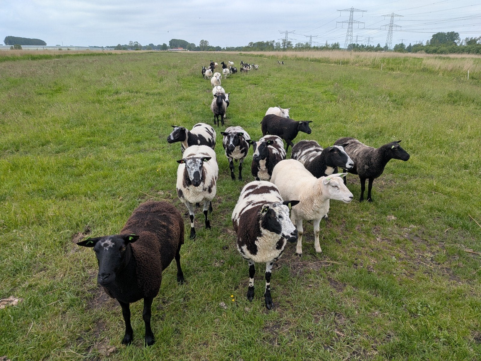 Gezocht schapen, Dieren en Toebehoren, Vrouwelijk, Schaap
