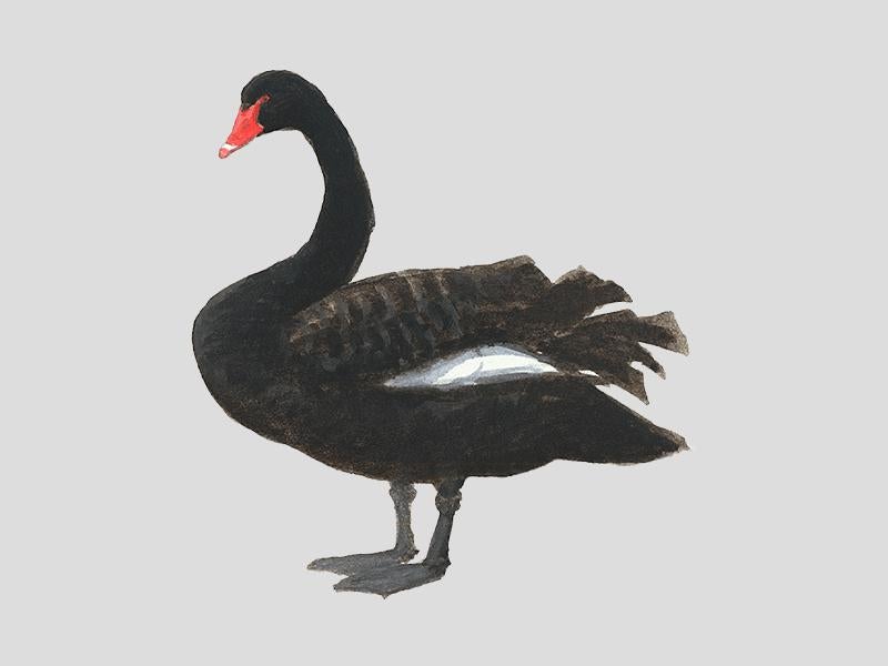 GEZOCHT: twee zwarte zwanen (stelletje), Dieren en Toebehoren, Vrouwelijk
