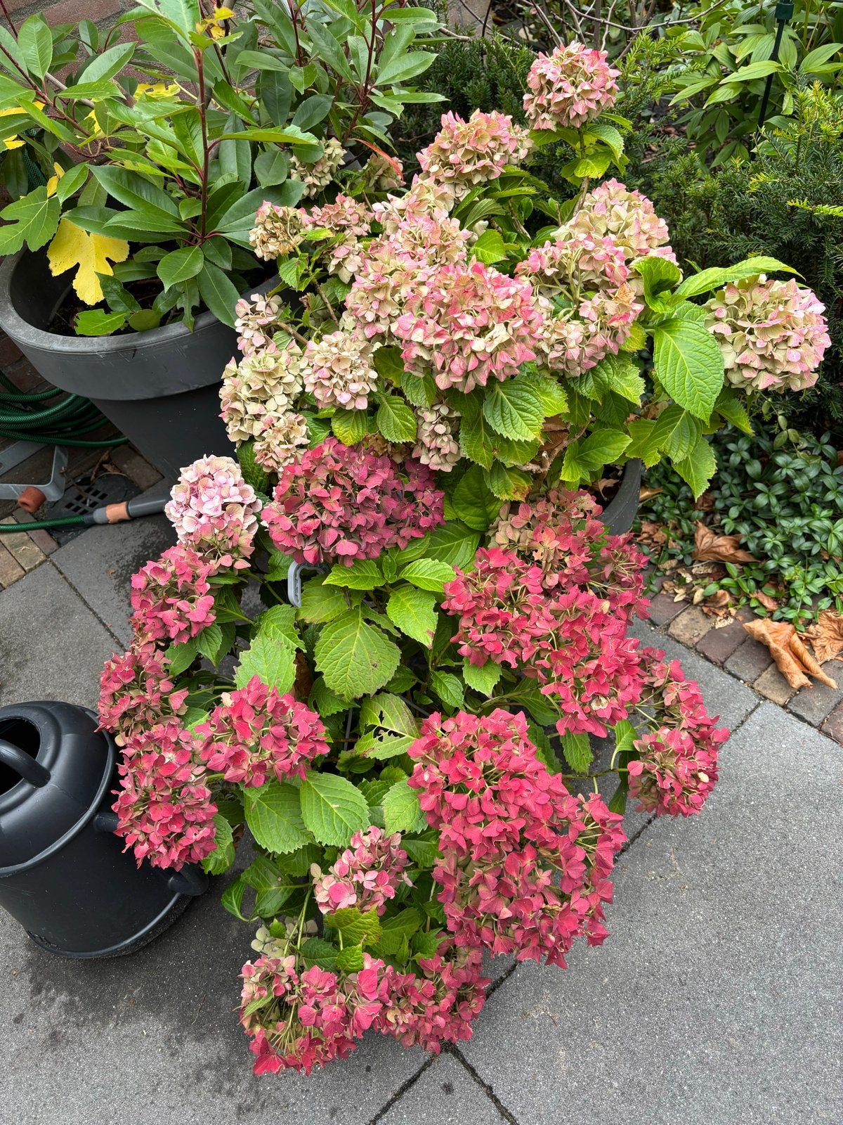 Twee prachtige hortensia's, Tuin en Terras, Vaste plant, Halfschaduw, Zomer, Ophalen