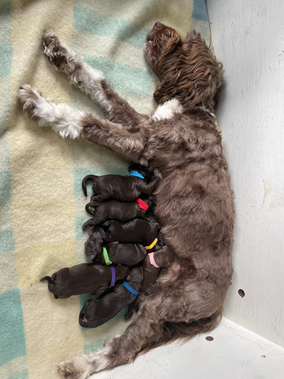labradoodle pups, 8 tot 15 weken, CDV (hondenziekte), Meerdere, Meerdere dieren