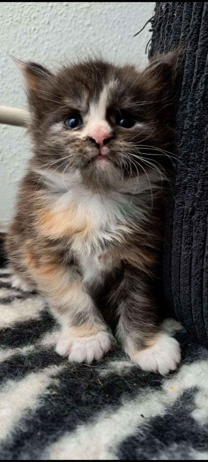 Mooie XL Russian maine coon kittens te koop, Dieren en Toebehoren, Meerdere dieren