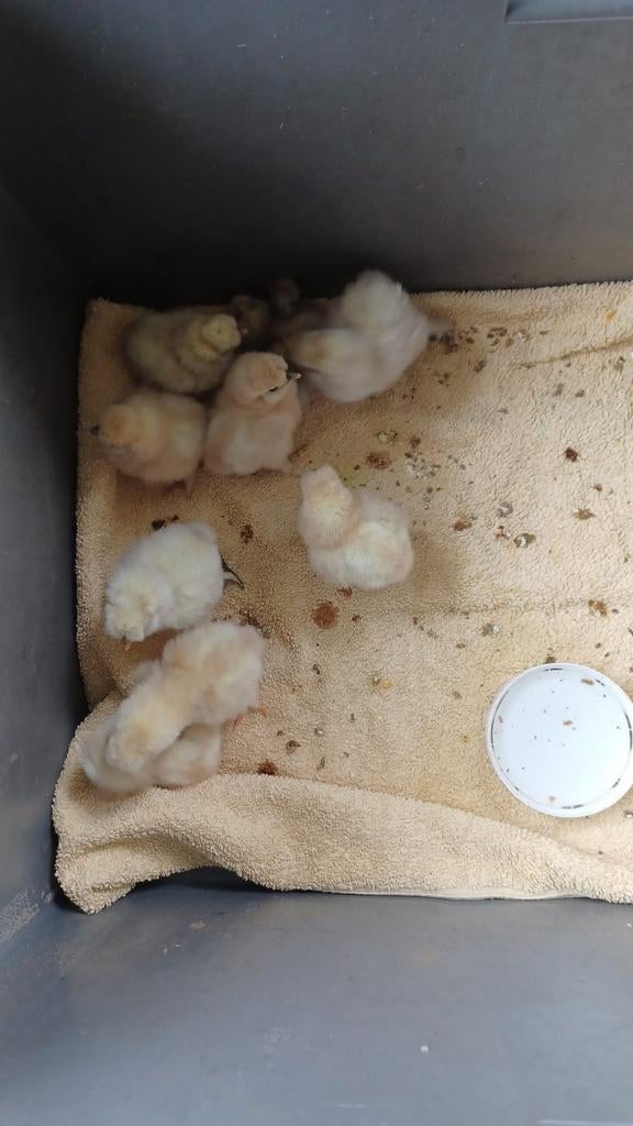 Kippen, zijdehoenders wit, Dieren en Toebehoren, Meerdere dieren, Kip