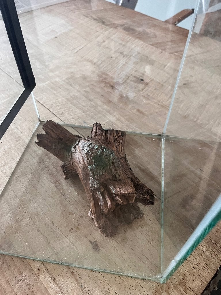 Aquarium wandelende tak, Dieren en Toebehoren, Wandelende tak