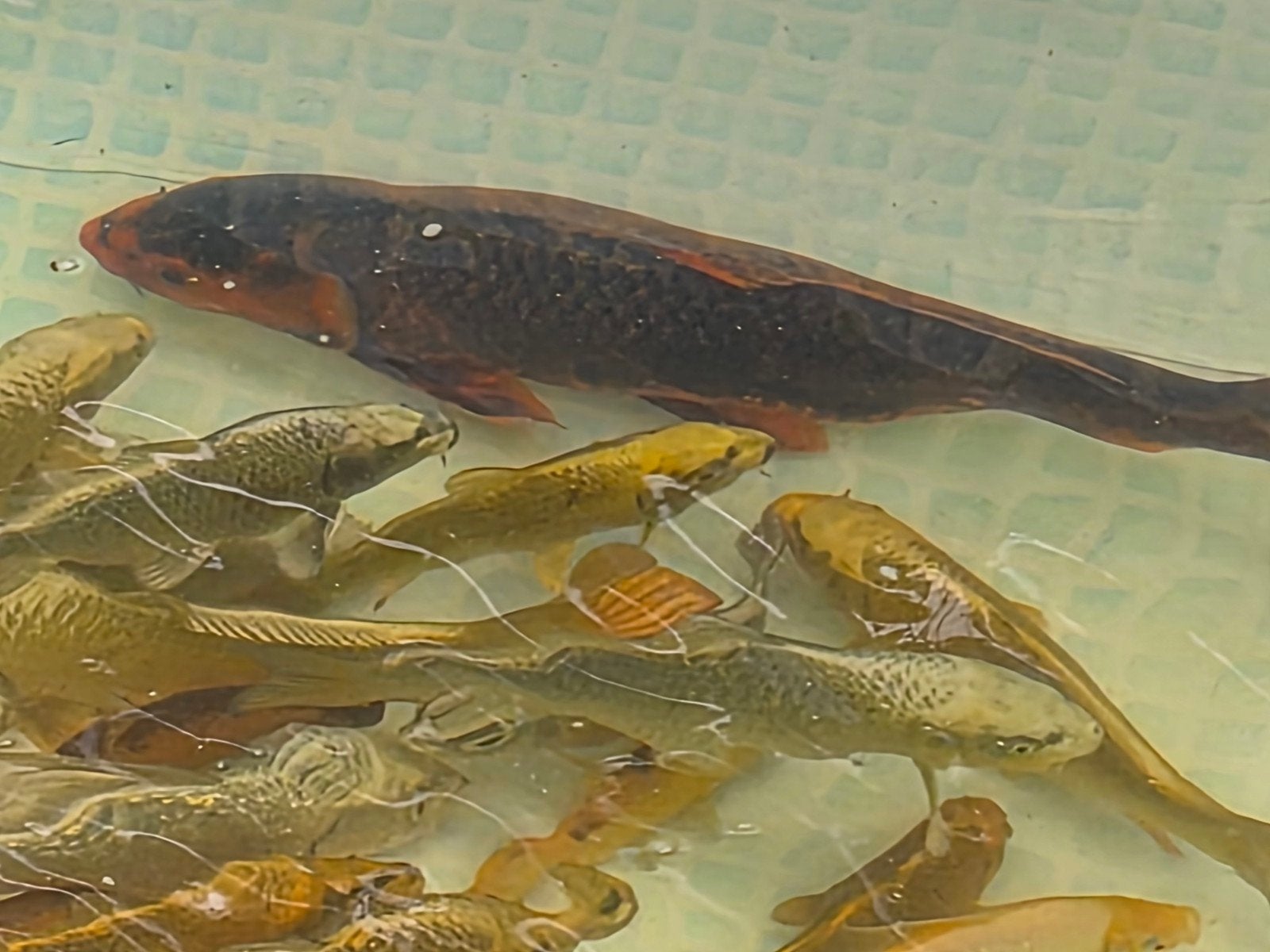 Vijvervis aangeboden, Karper of Koi