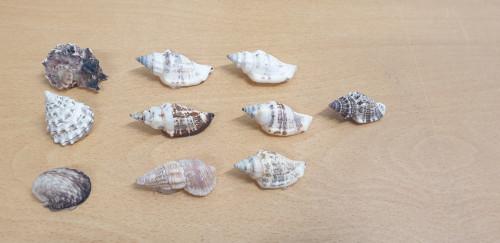schelpenset 10 stuks, Ophalen of Verzenden, 'T Olde Gre-j, Info@toldegrej.nl, Endepoelstraat 20f Didam