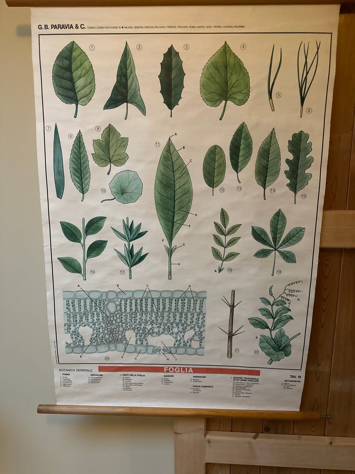 Vintage Botanische Schoolplaat - Bladeren (FOGLIA), Antiek en Kunst, Ophalen of Verzenden