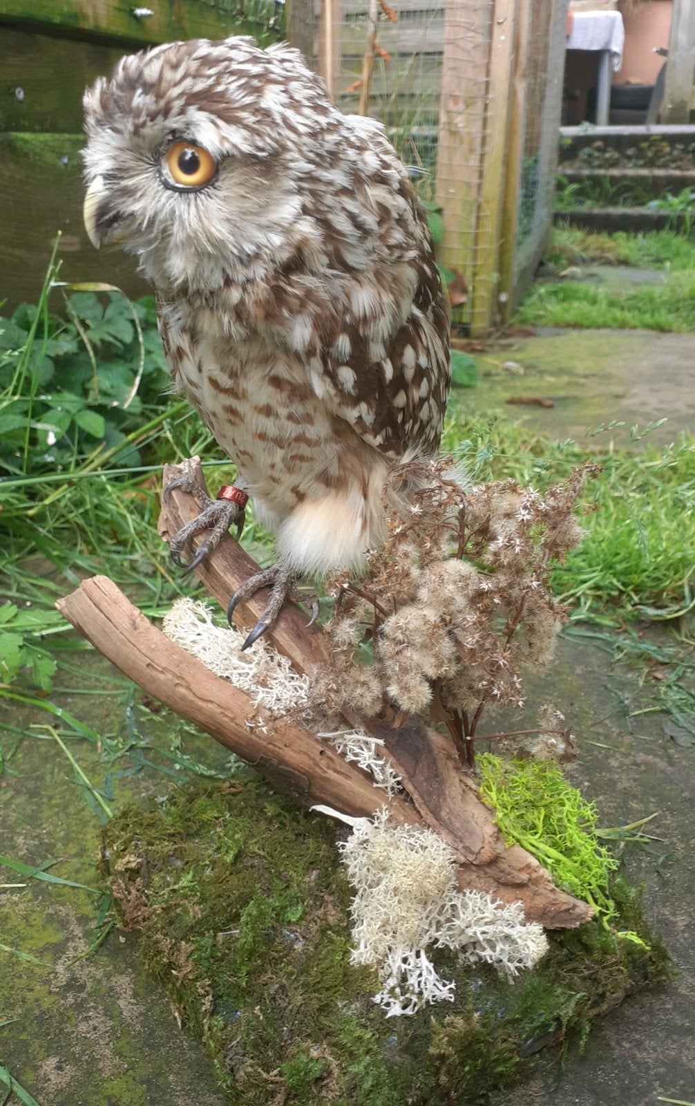 Luxe taxidermie Recent opgezette Holenuil (vaste pootring), Verzamelen, Dierenverzamelingen, Ophalen of Verzenden, Nieuw, Vogel