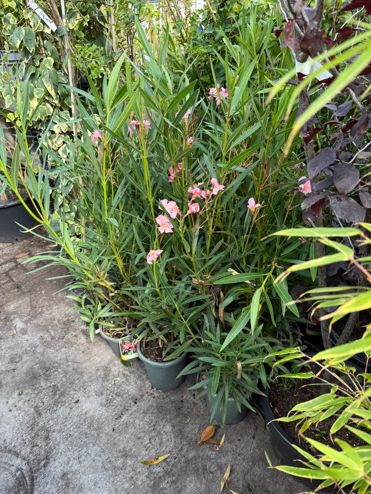 Oleanders extra aanbieding  roze  grote planten 9,95 nog 12,, Tuin en Terras, Planten | Tuinplanten, Volle zon, Vaste plant, Zomer