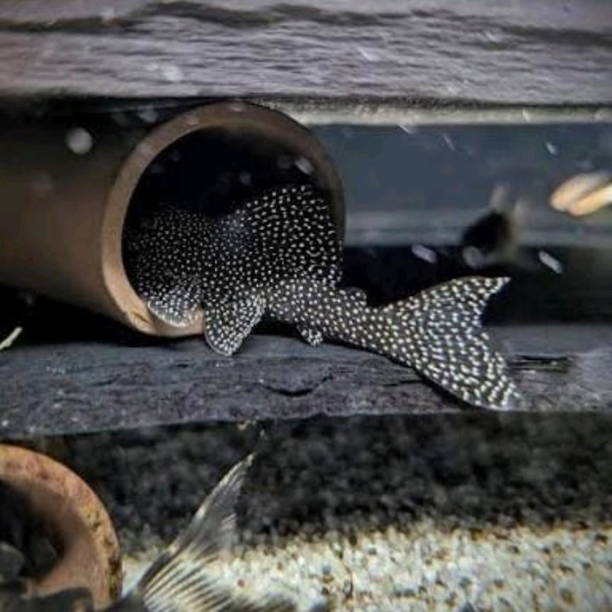 L262 Pleco, Vis