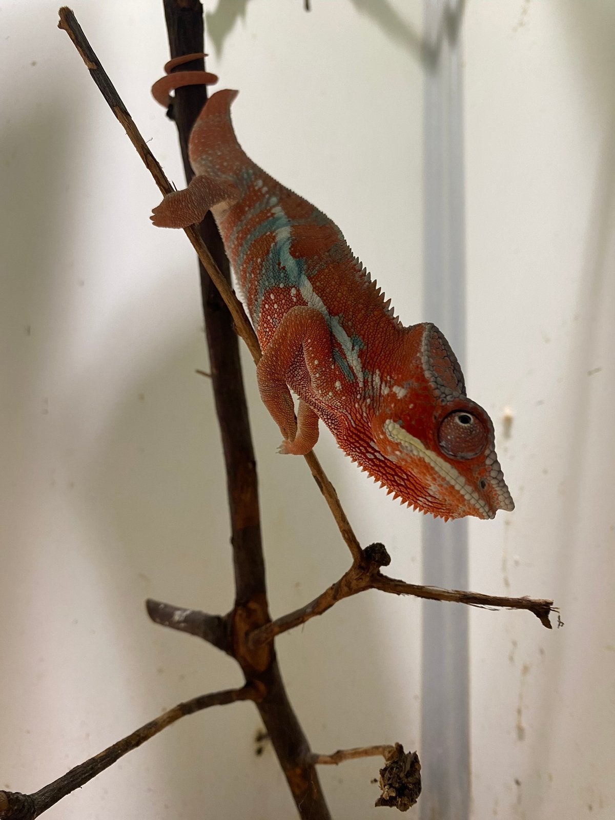 Furcifer pardalis, Dieren en Toebehoren, Reptielen en Amfibieën, Overige soorten, 0 tot 2 jaar