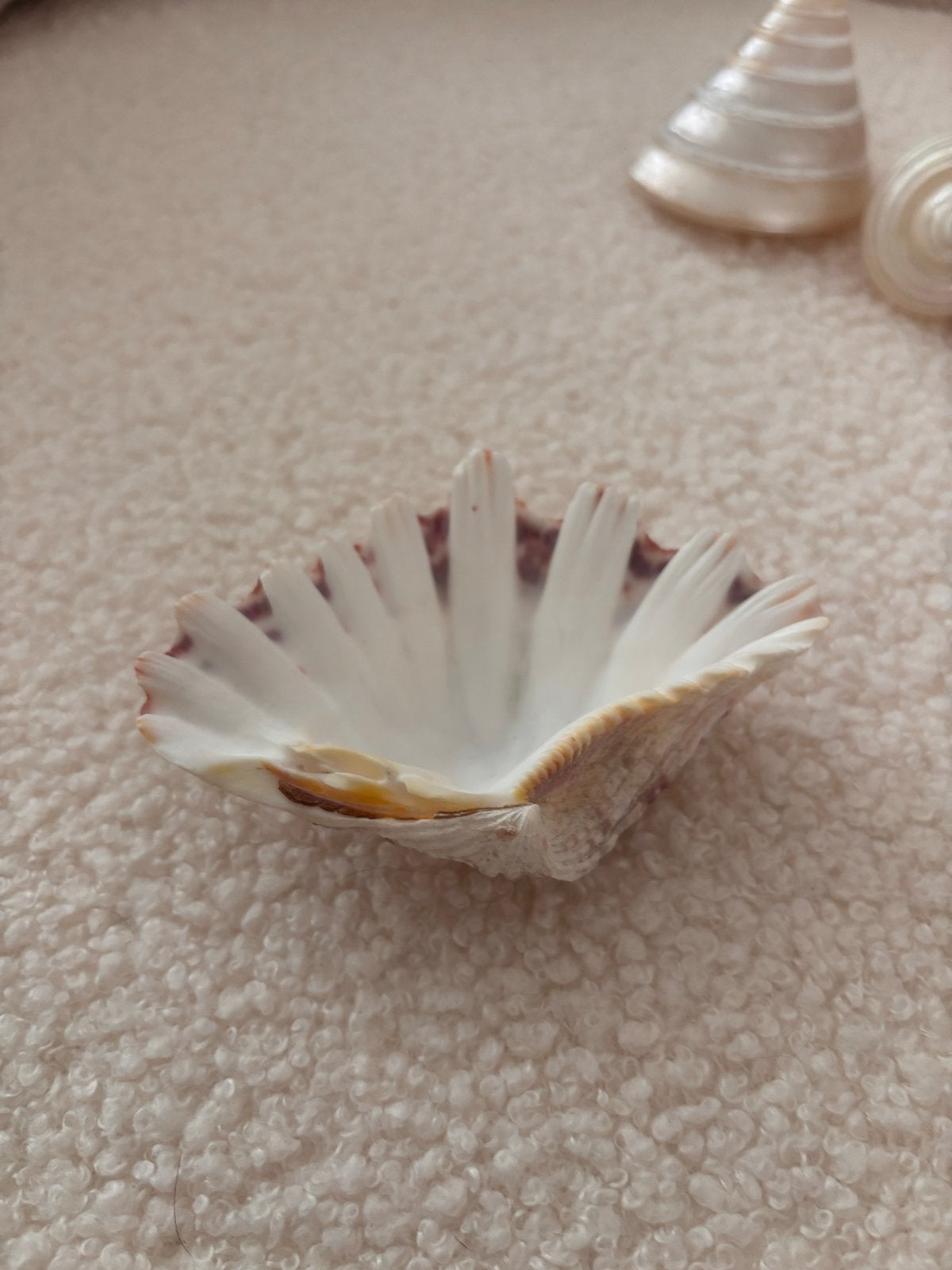 Mooie schelp, Beige, Boho, Ophalen of Verzenden, Zo goed als nieuw