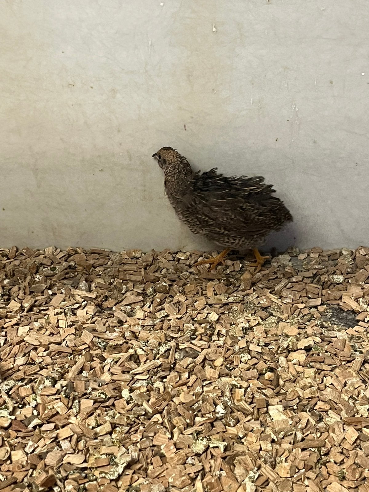 Chinese dwergkwartel, Meerdere dieren, Tropenvogel