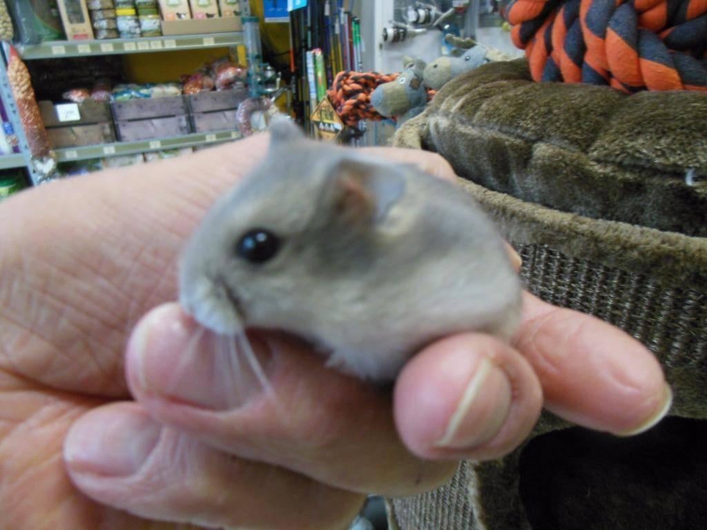 Dwerghamsters, Dieren en Toebehoren, Hamster, Maart, Meerdere dieren, Tam