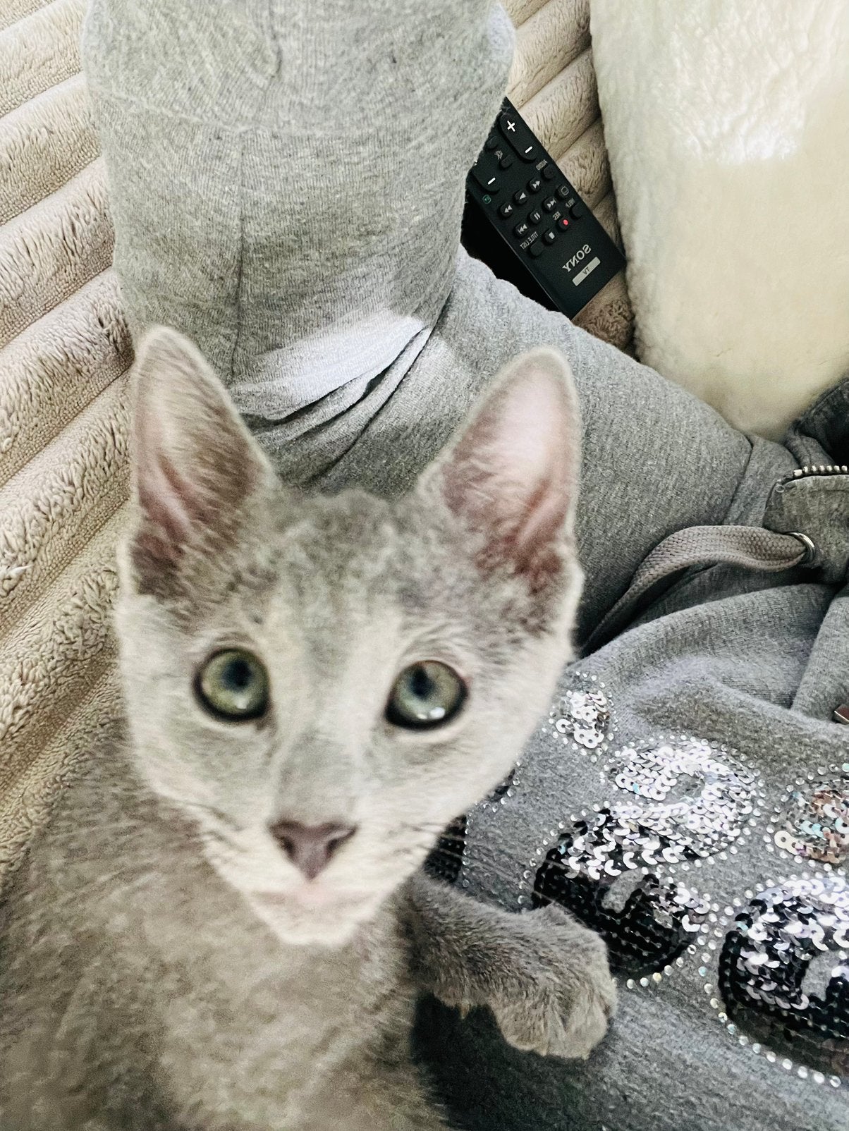 BLAUW RUS KITTENS MET STAMBOOM, Dieren en Toebehoren, Meerdere dieren, Met stamboom
