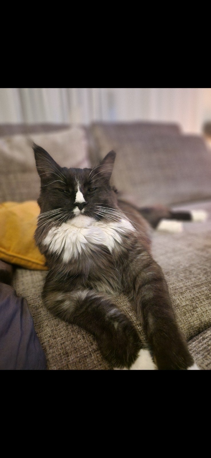 GEZOCHT, mooie MaineCoon kater, voor een dekking, Kater, Ontwormd