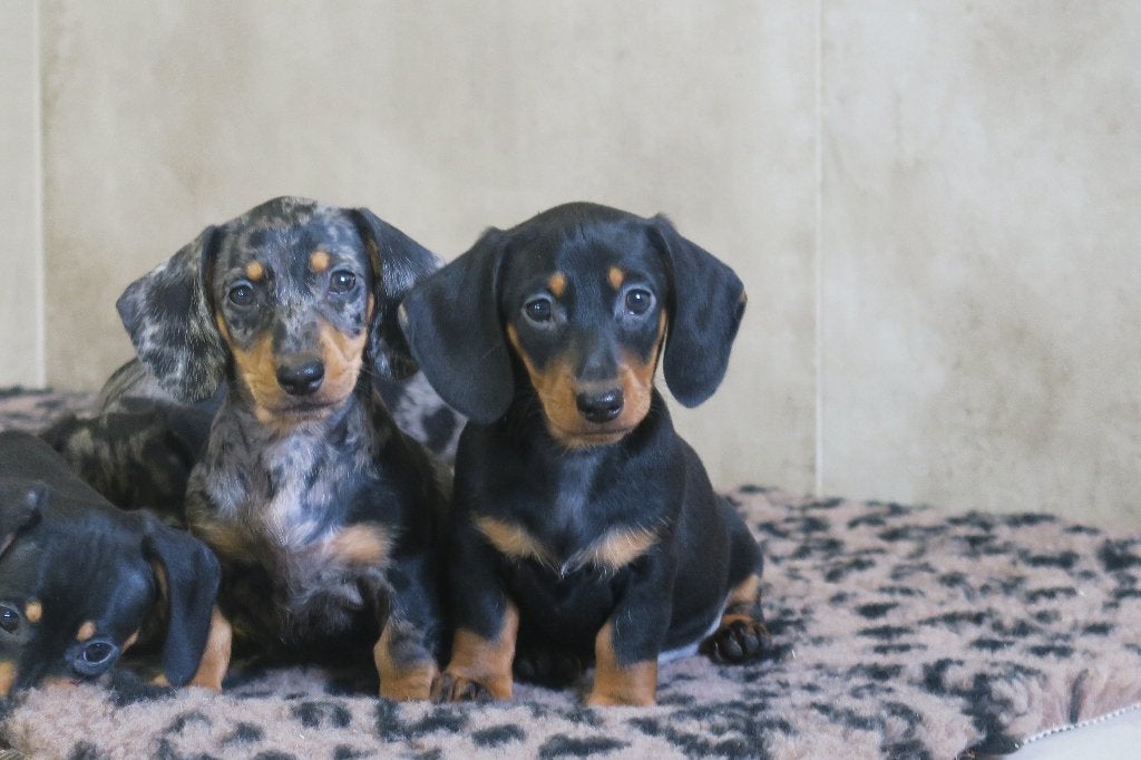 Korthaar Teckel pups, Dieren en Toebehoren, Honden | Teckels en Dashonden, Meerdere dieren, Korthaar, Dwerg, Fokker | Professioneel