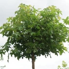 Amberboom ,liquidambar styracifl. Gumbal , in pot, Bloeit niet, Ophalen, Volle zon, In pot