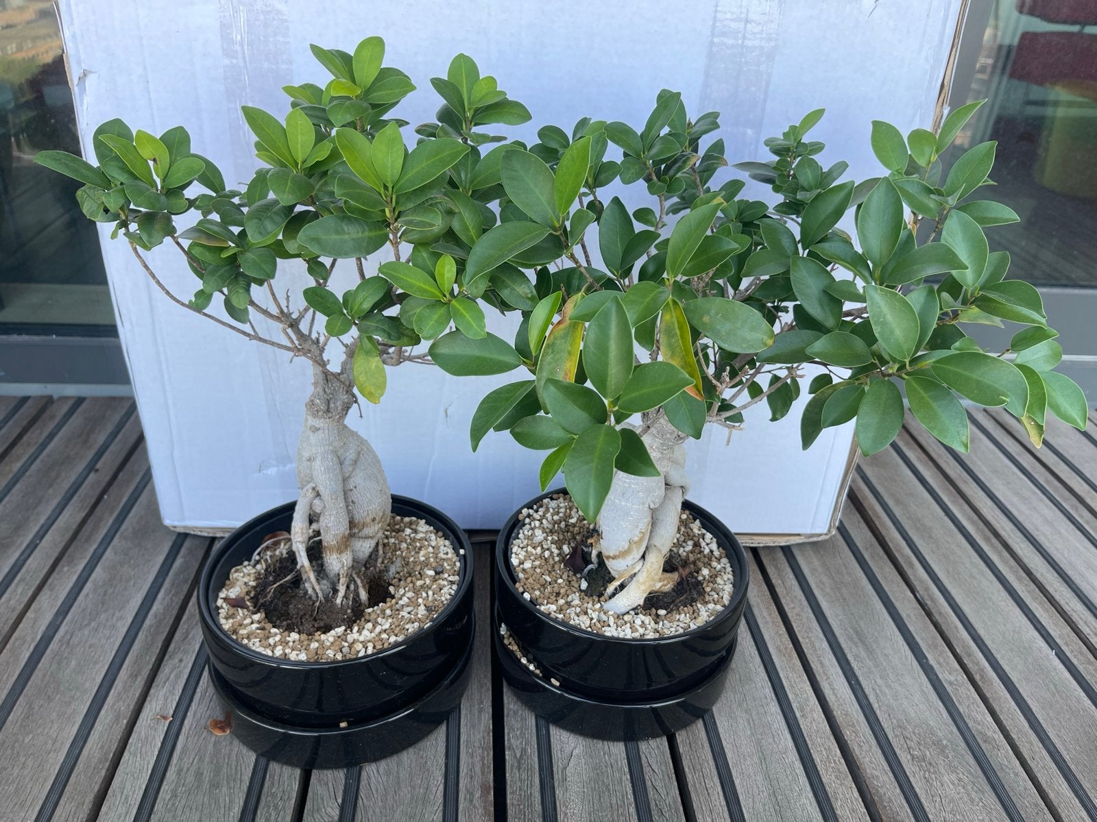 2 Bonsai boompjes in goede staat in pot, Vaste plant, Bloeit niet, Halfschaduw, Ophalen