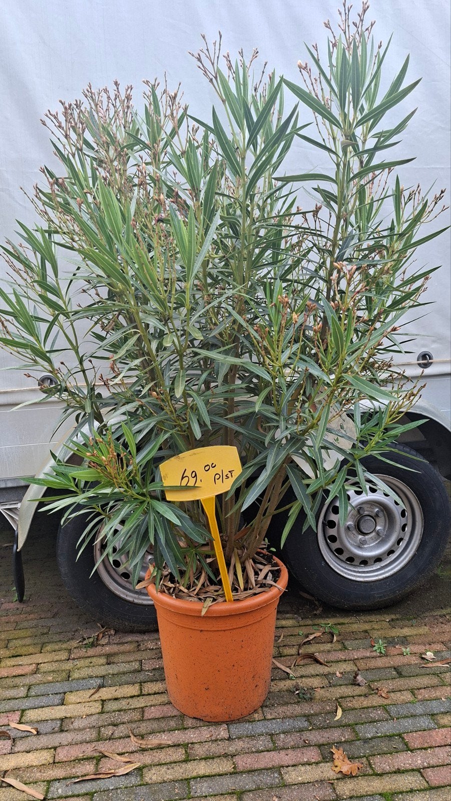 mooie grote Oleander Double yellow, Ophalen, Overige soorten, Volle zon