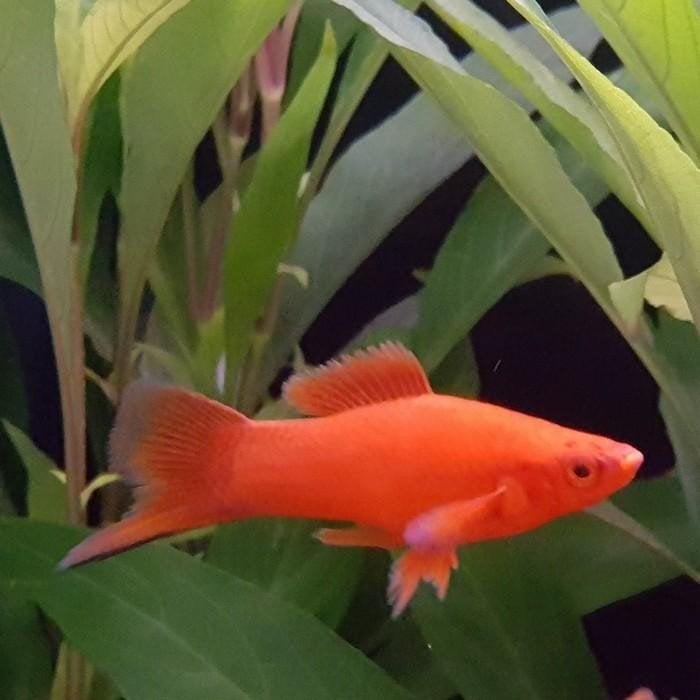 Xiphophorus helleri, Vis