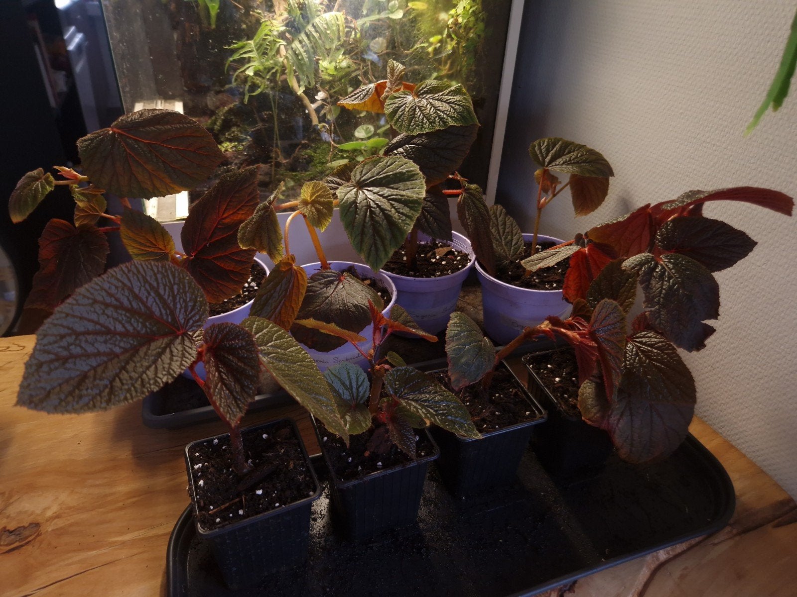 Begonia Scabrida planten - Unieke bladplanten, Tuin en Terras, Vaste plant, Bloeit niet, Halfschaduw, Ophalen