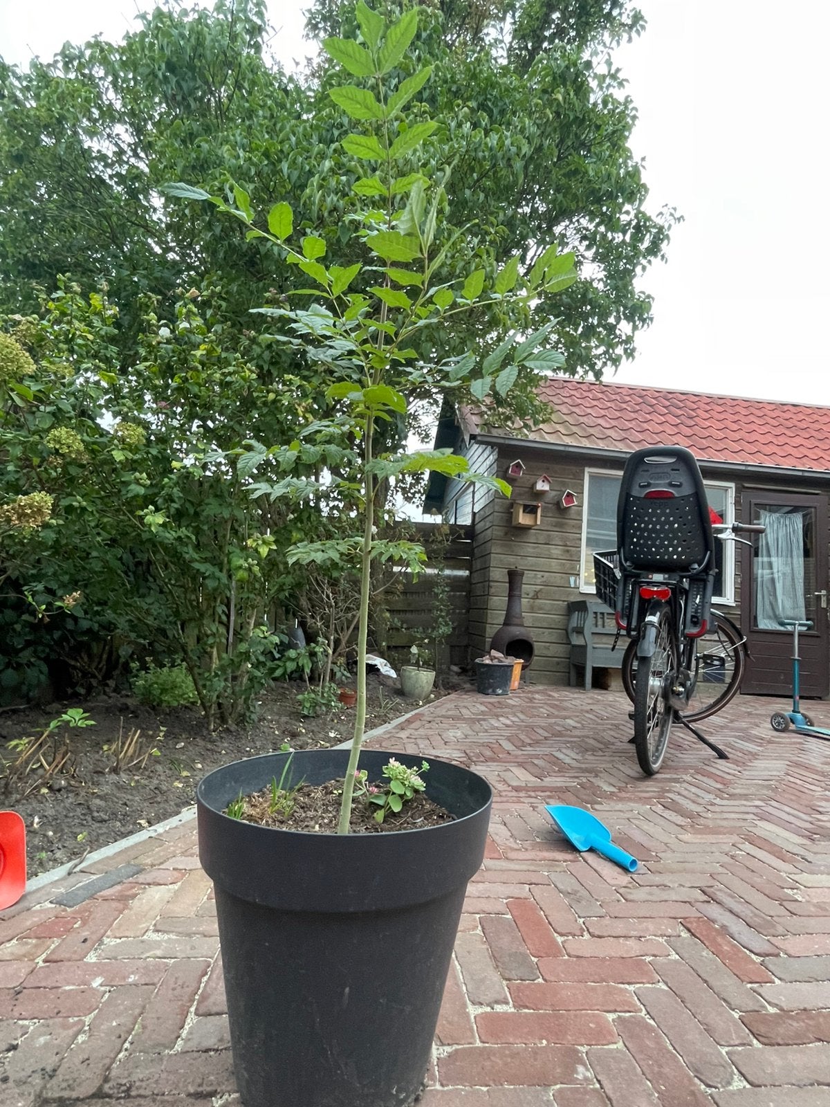 Jonge es boom, Tuin en Terras, Planten | Bomen, Overige soorten, Minder dan 100 cm, Ophalen, Volle zon