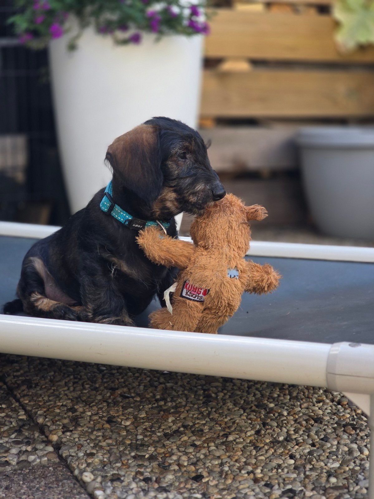 teckel pup  ruwhaar standaar, Parvo, Standaard, Reu, 8 tot 15 weken