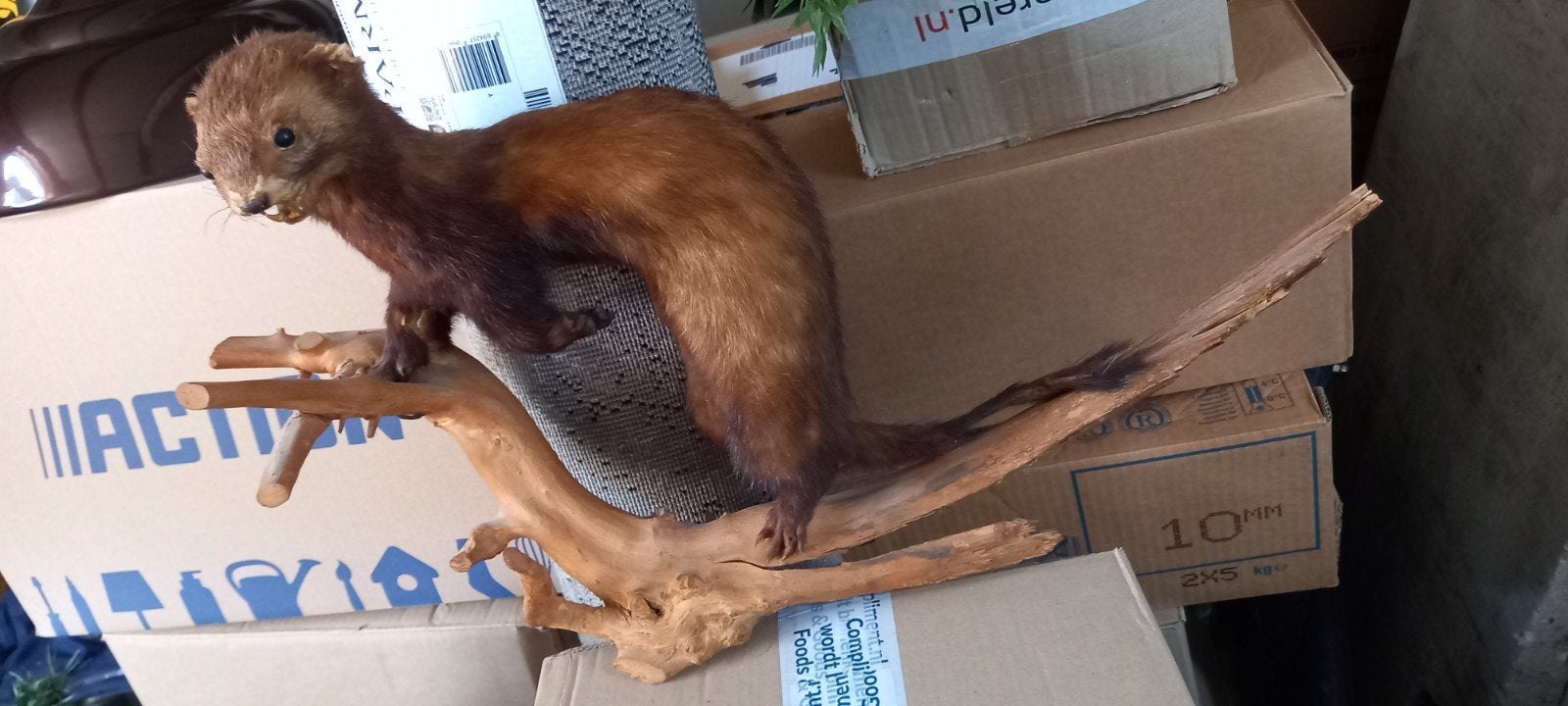 Opgezette bunzing (Mustela putorius) op hout, Ophalen of Verzenden, Gebruikt, Opgezet dier