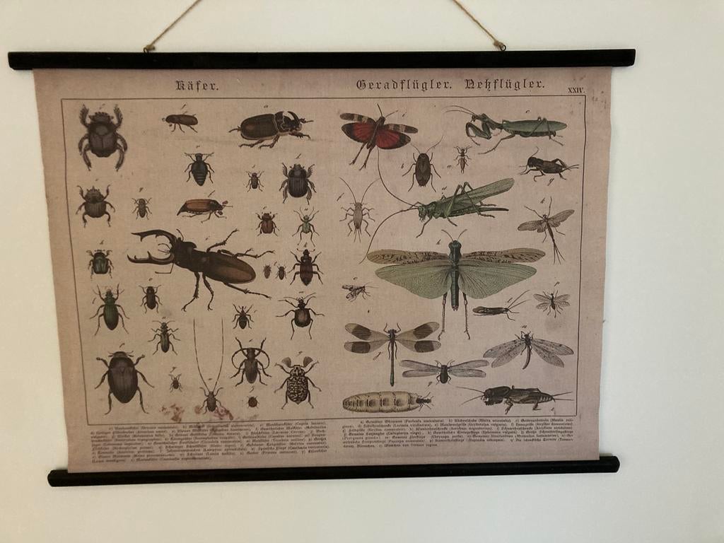 Linnen wanddoek (ziet eruit als nieuw), Ophalen, Natuur en Biologie