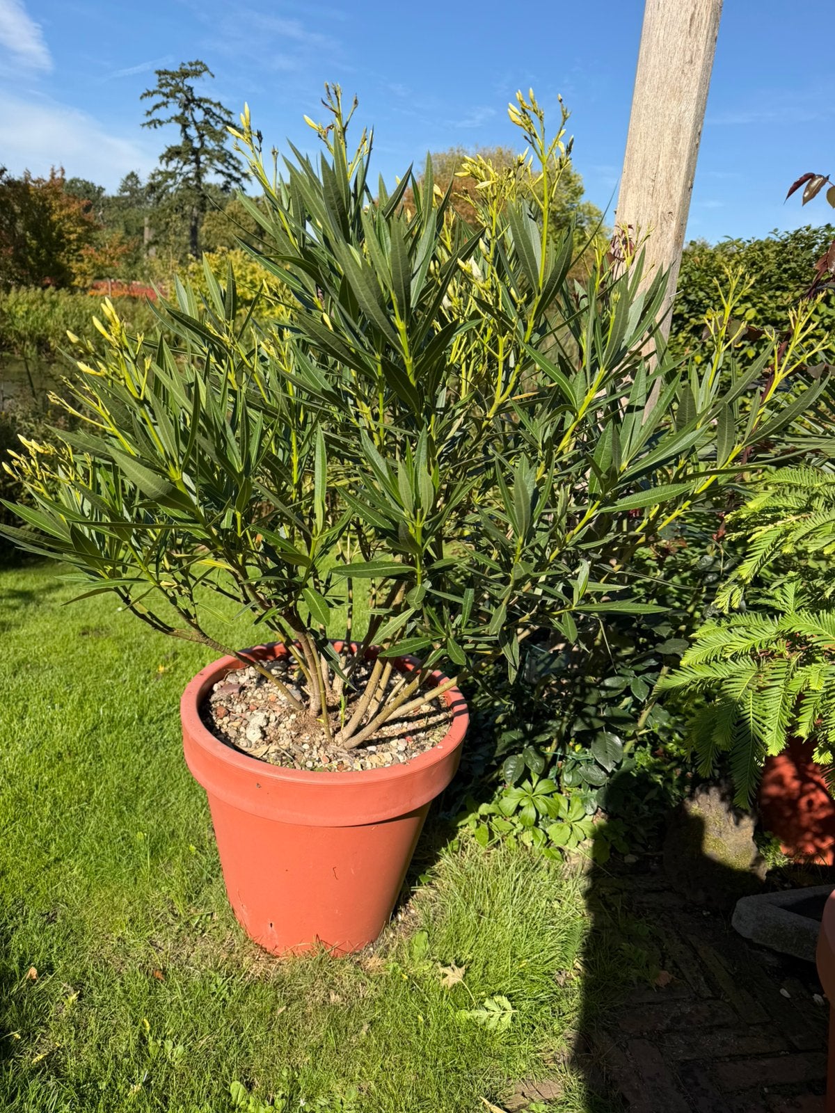 Grote Siciliaanse witte  oleander in pot, Tuin en Terras, Ophalen, Overige soorten, Volle zon