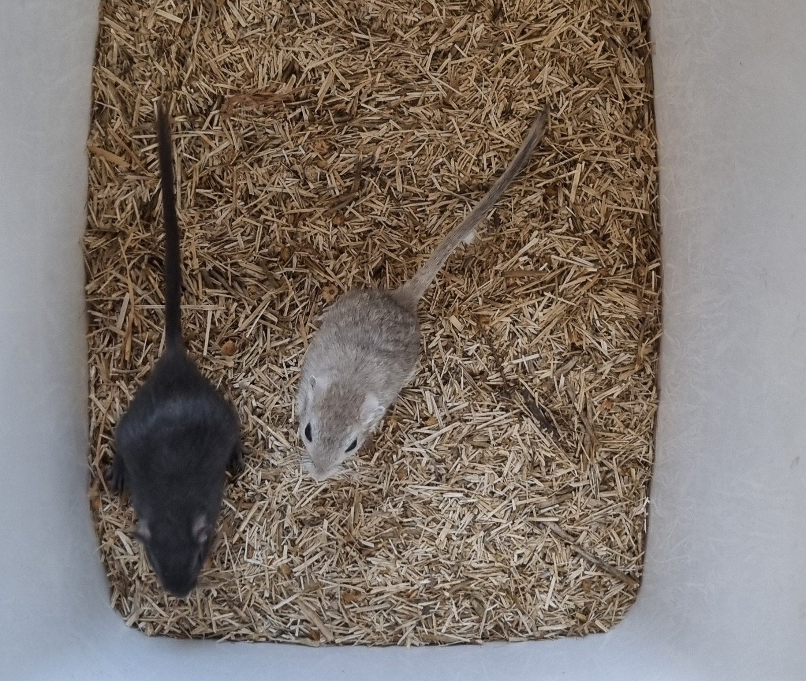 Gerbils (Mongoolse) mannen, Dieren en Toebehoren, Juni, Mannelijk, Overige typen, Tam