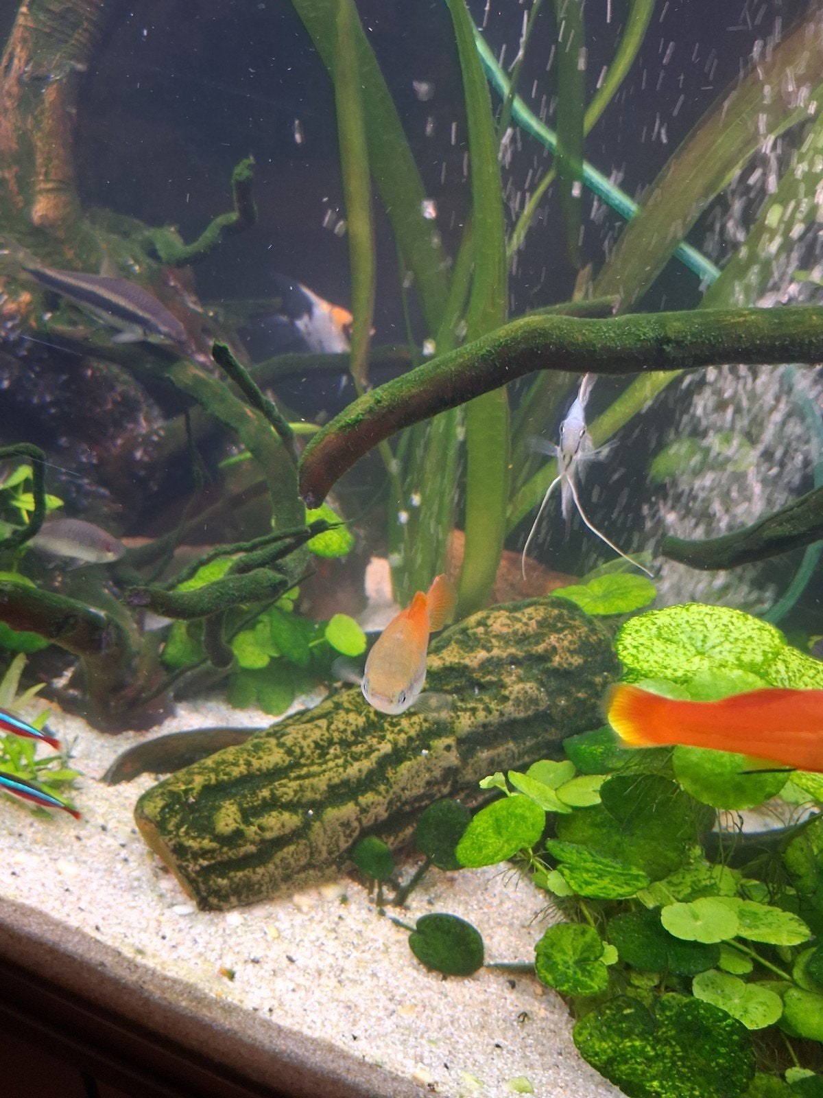 aquarium vissen albino corydoria 3x en Zwaarddragers 3x vrou, Vis