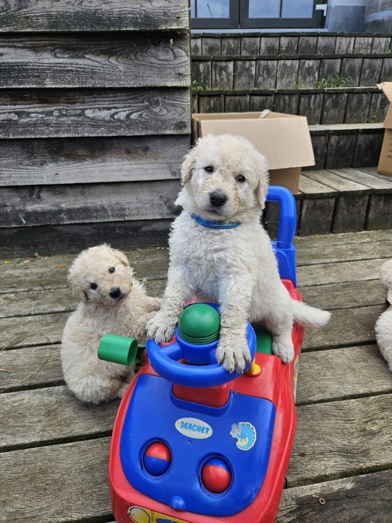 Kuvasz Pups, Dieren en Toebehoren, Honden | Herdershonden en Veedrijvers, Parvo, 8 tot 15 weken, Meerdere, Meerdere dieren
