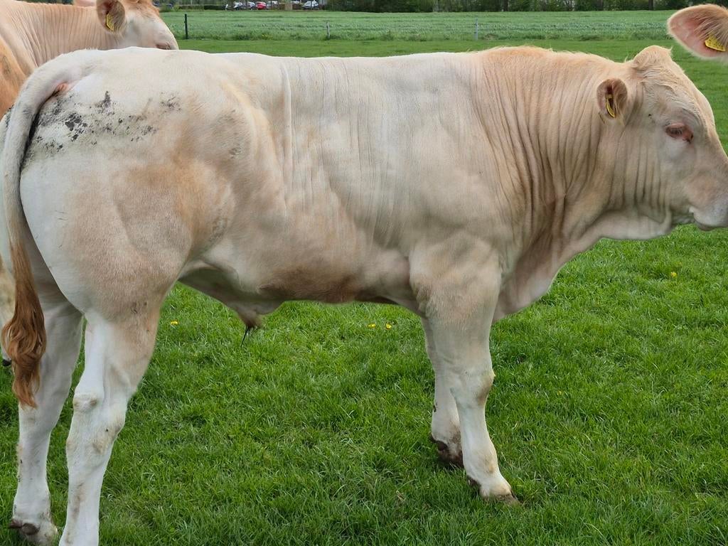 Te  koop zeer makkelijke zuiver blonde dekstier, Mannelijk, 0 tot 2 jaar